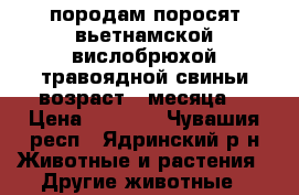 породам поросят вьетнамской вислобрюхой травоядной свиньи.возраст 2 месяца. › Цена ­ 2 500 - Чувашия респ., Ядринский р-н Животные и растения » Другие животные   